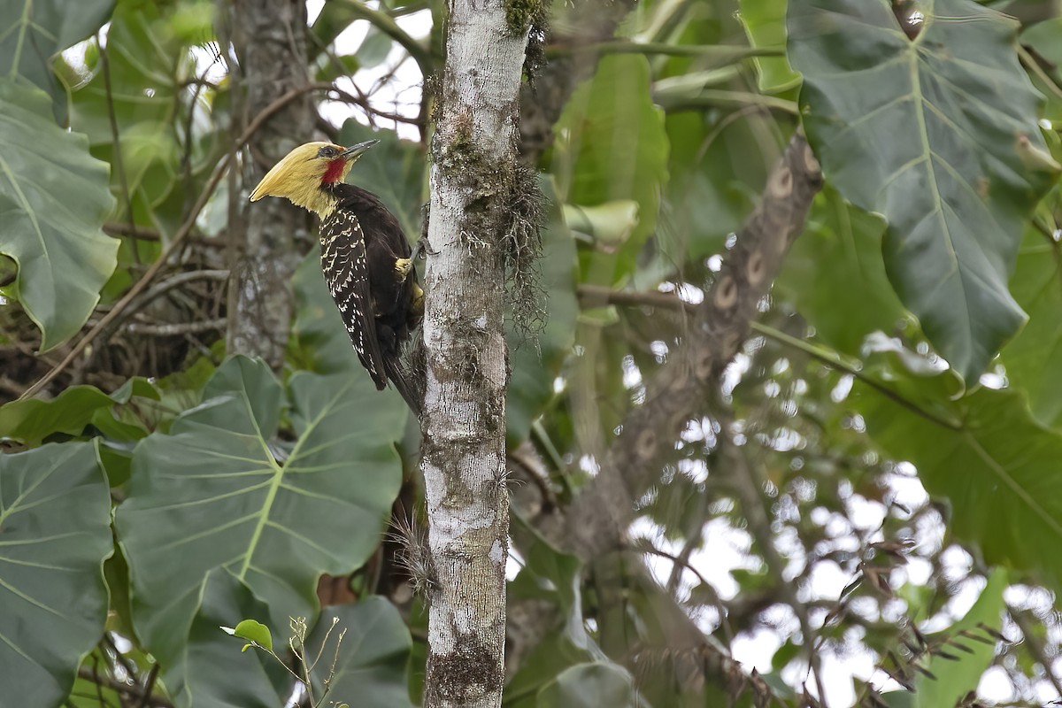 Blond-crested Woodpecker - ML478173471