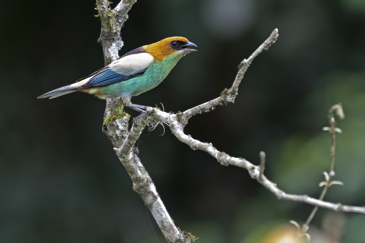 Black-backed Tanager - ML478173711