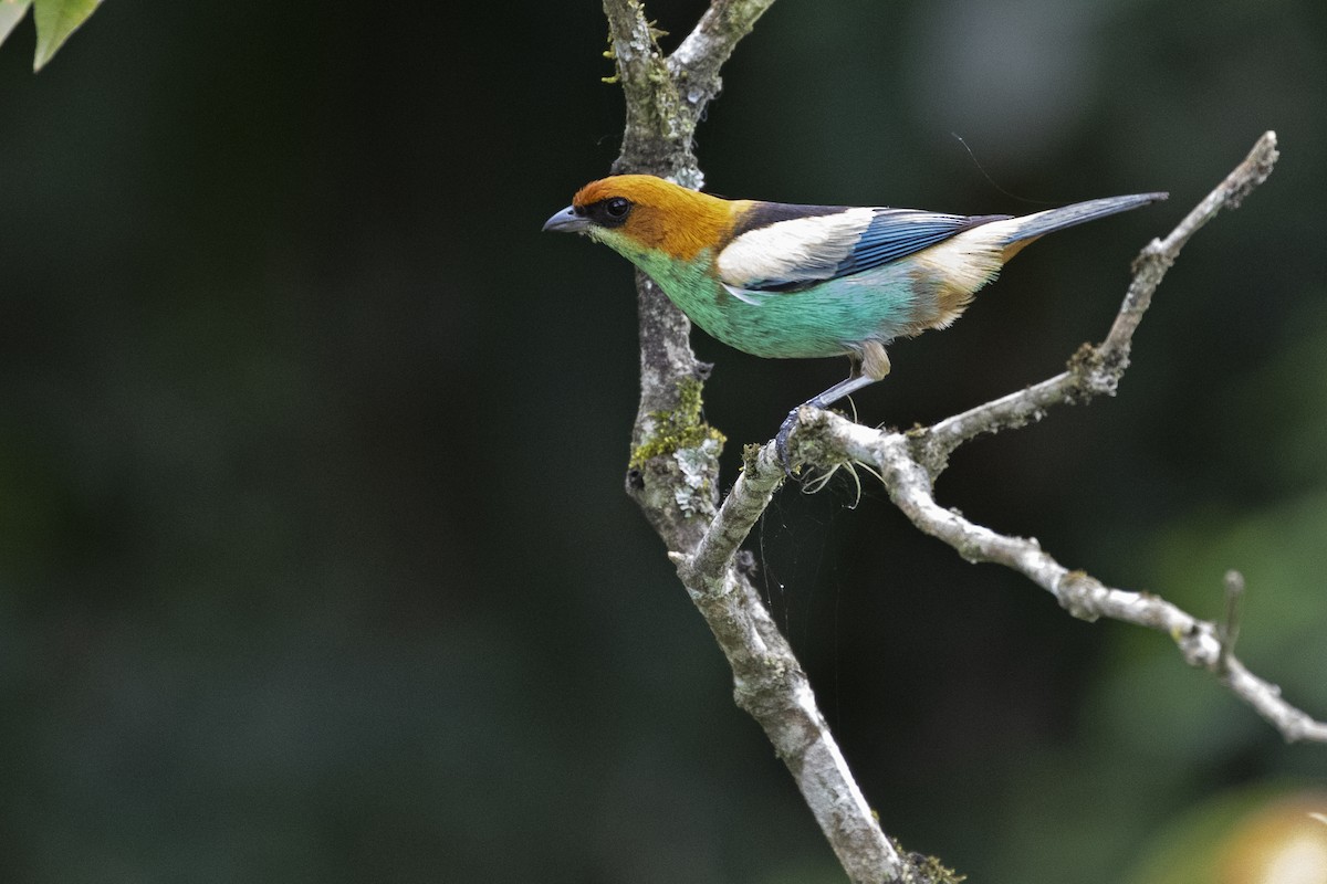 Black-backed Tanager - ML478173721