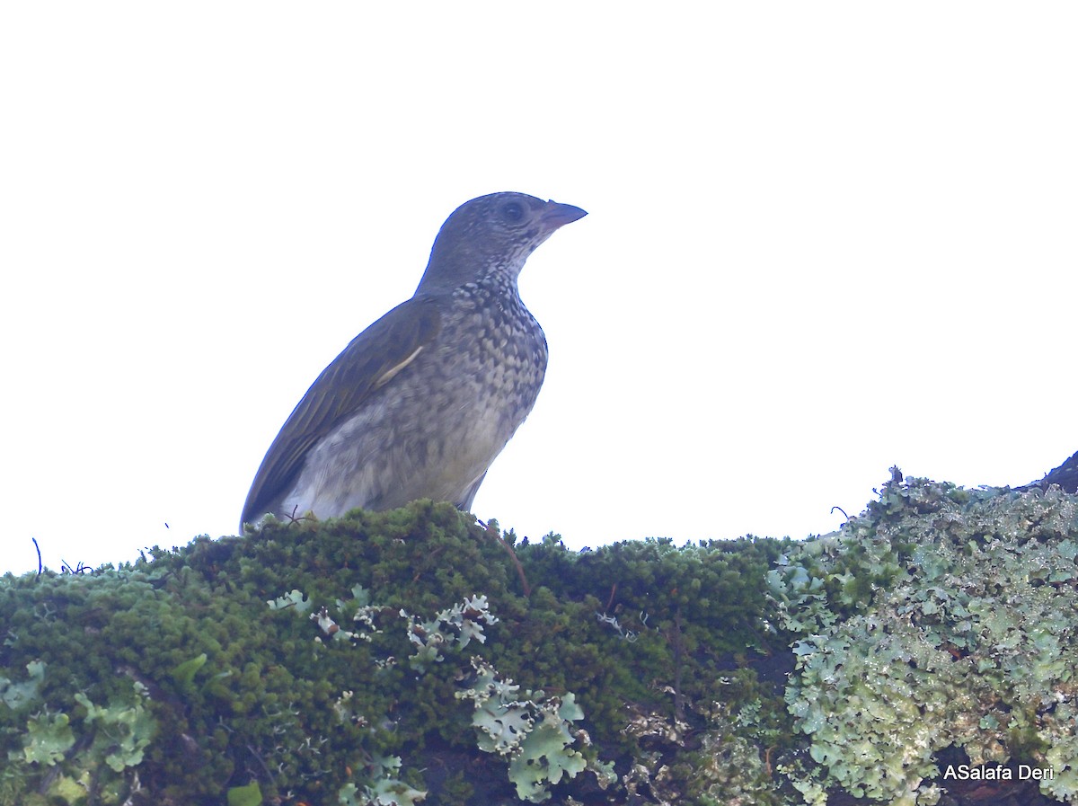 Scaly-throated Honeyguide - ML478174281