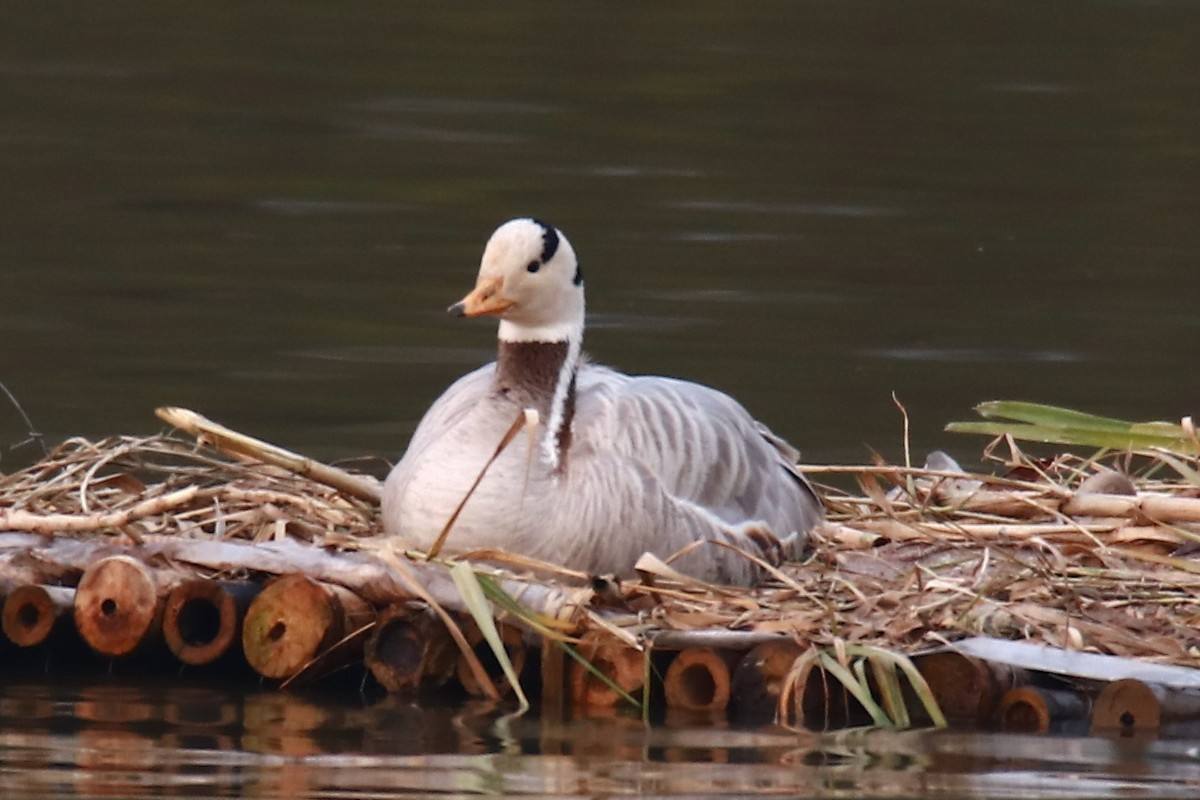 Bar-headed Goose - ML478175001