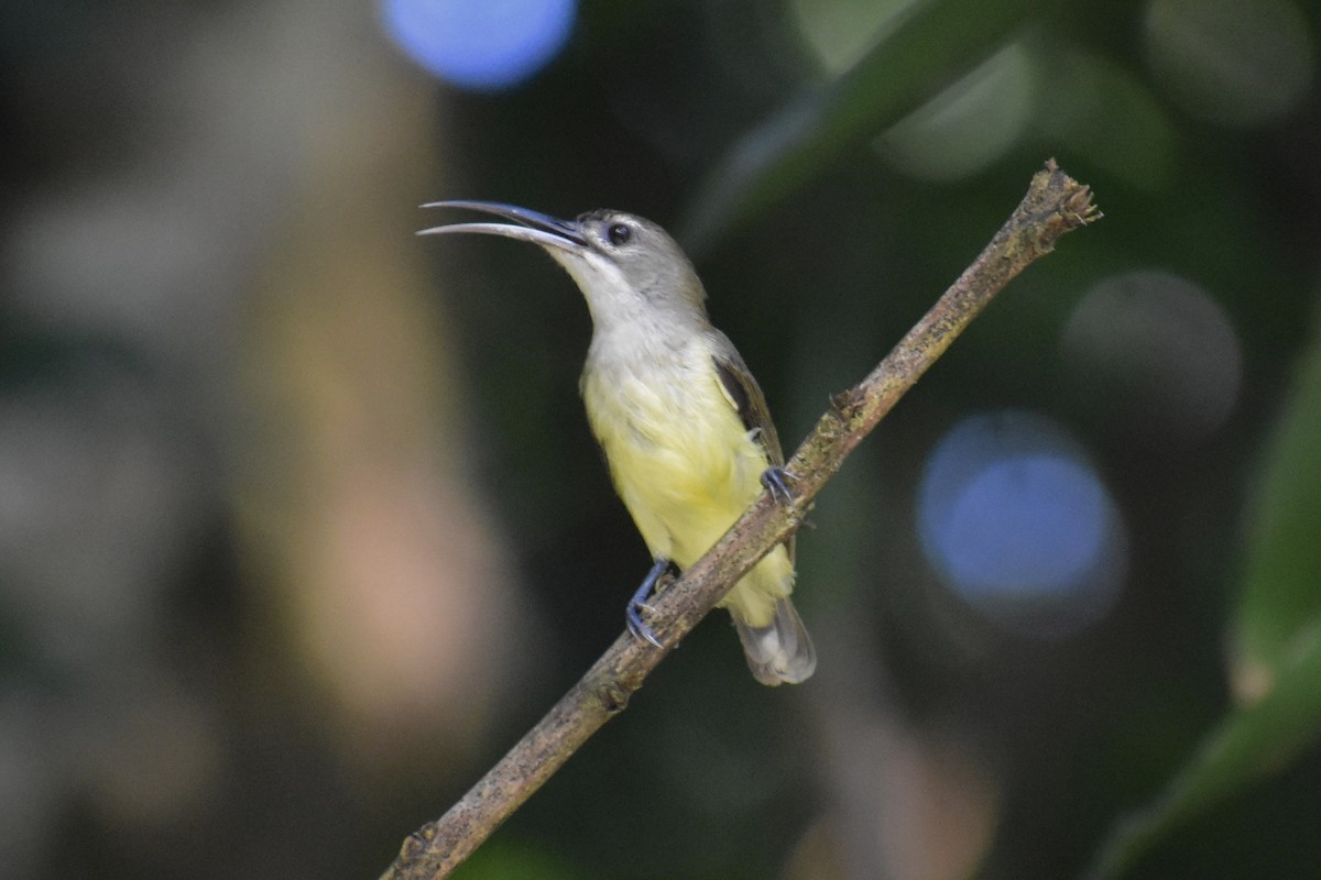 Little Spiderhunter - ML478177721