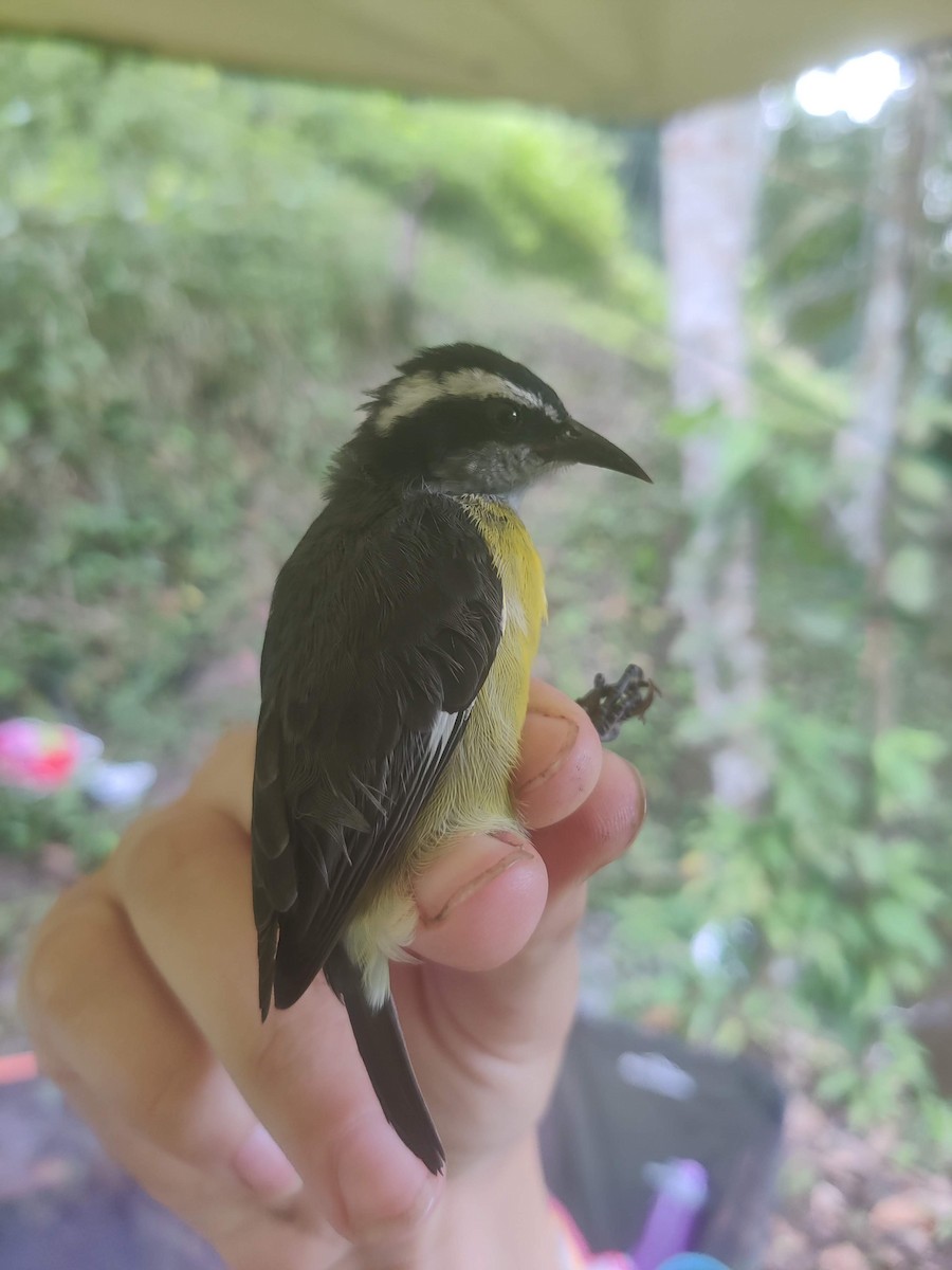 Bananaquit (Continental) - ML478178081