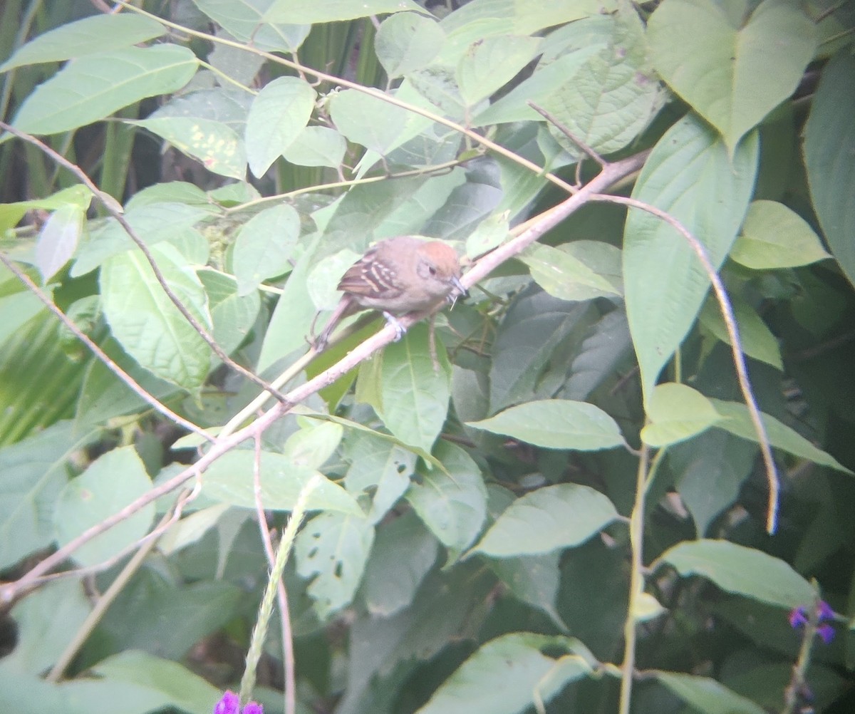 Black-crowned Antshrike - ML478178221