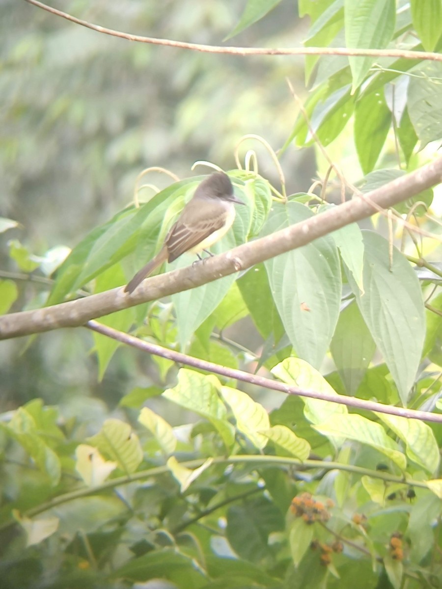 Dusky-capped Flycatcher - ML478178331