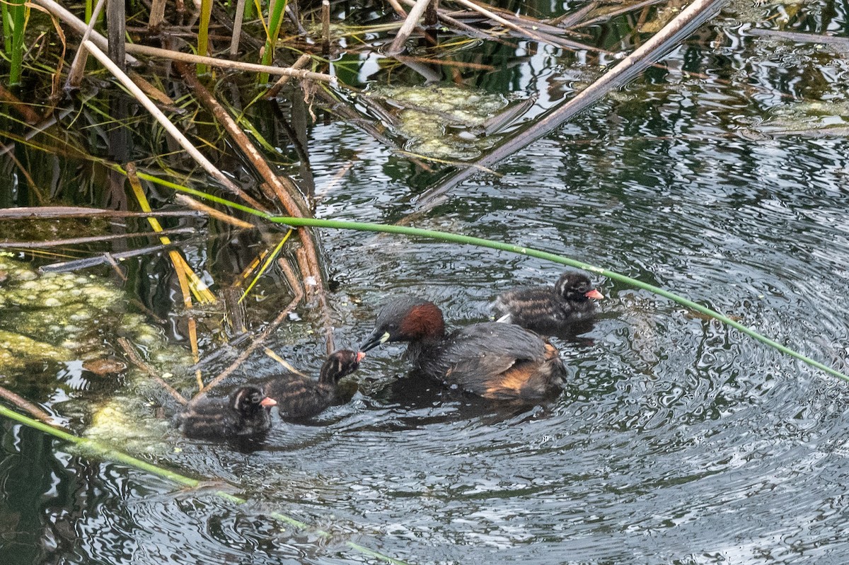 Little Grebe (Little) - ML478178681