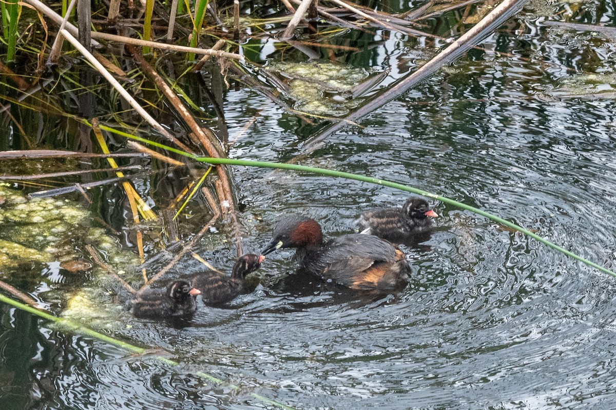 Little Grebe (Little) - Hans Norelius