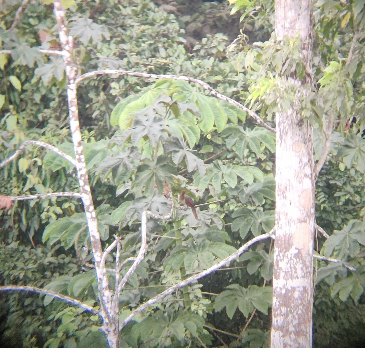 Rufous-headed Chachalaca - ML478178821