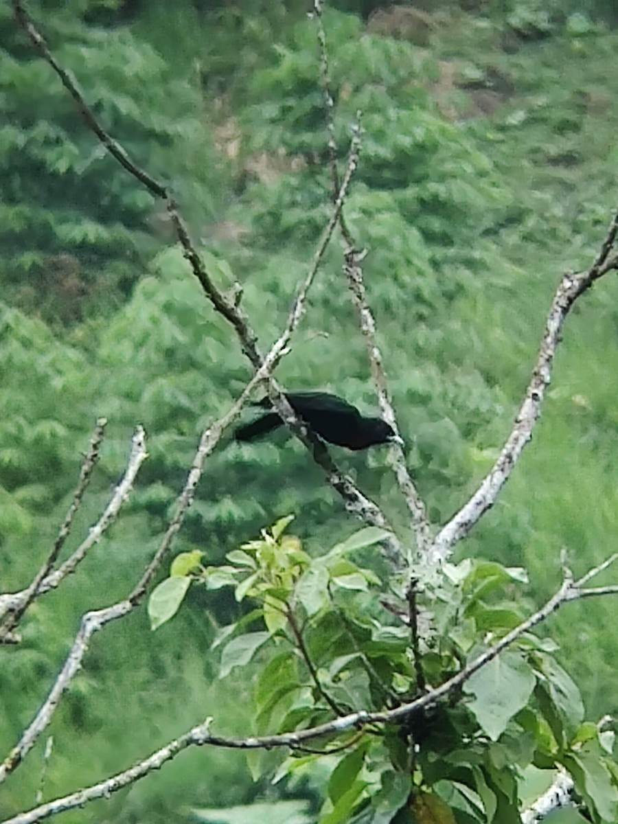 Purple-throated Fruitcrow - ML478179291