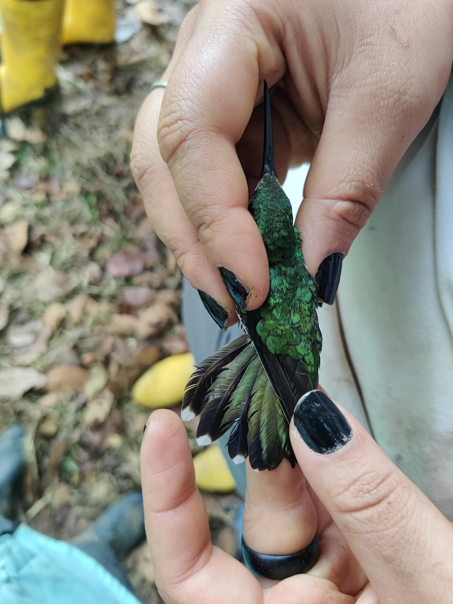 kolibřík tropický (ssp. iridescens) - ML478179511