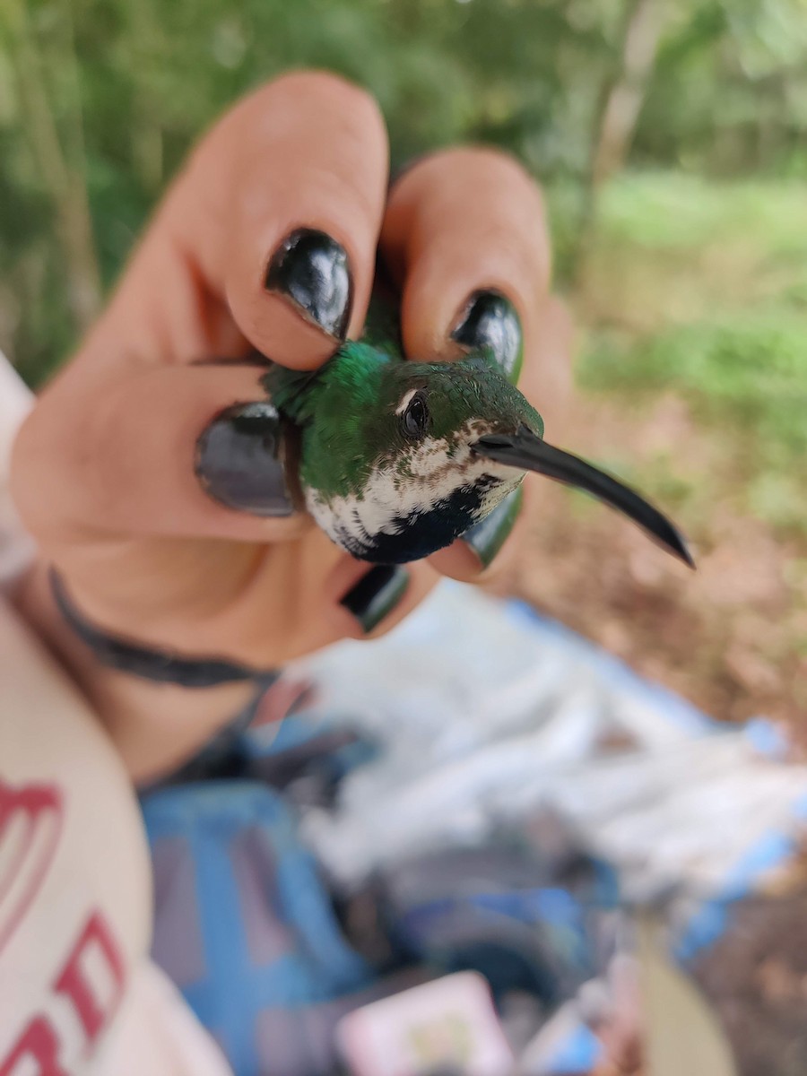 Black-throated Mango (Ecuadorian) - ML478179531