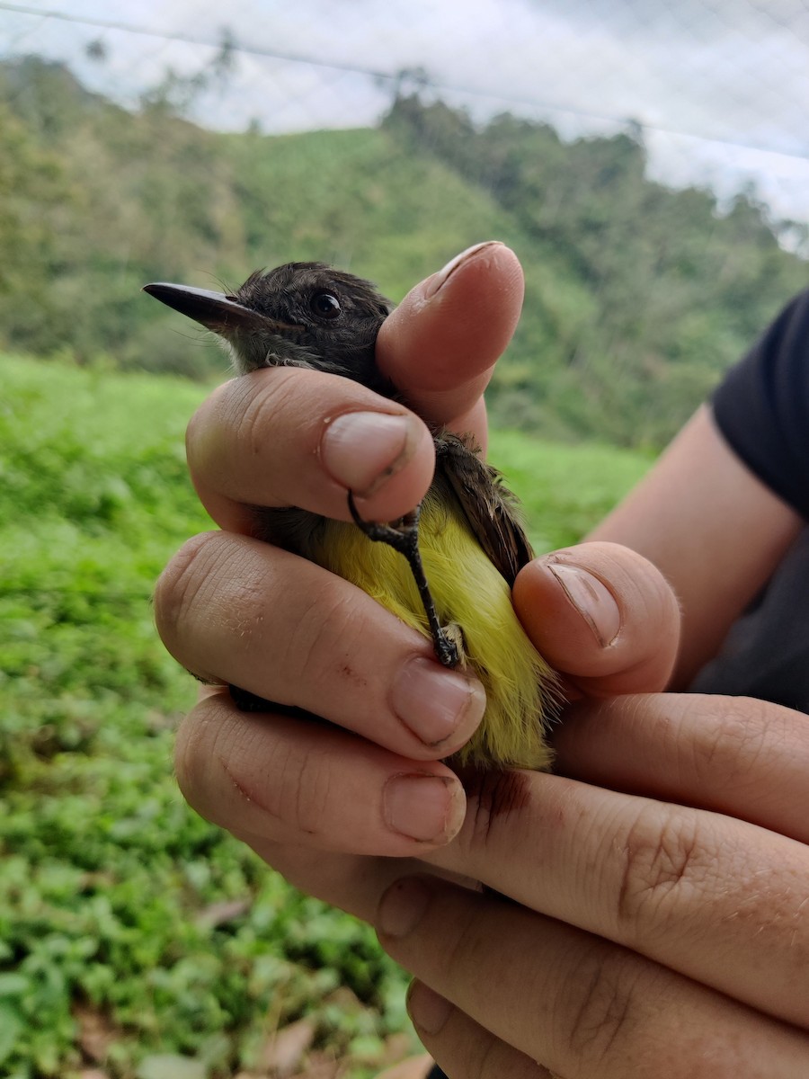 Tyran olivâtre (nigriceps/atriceps) - ML478179651