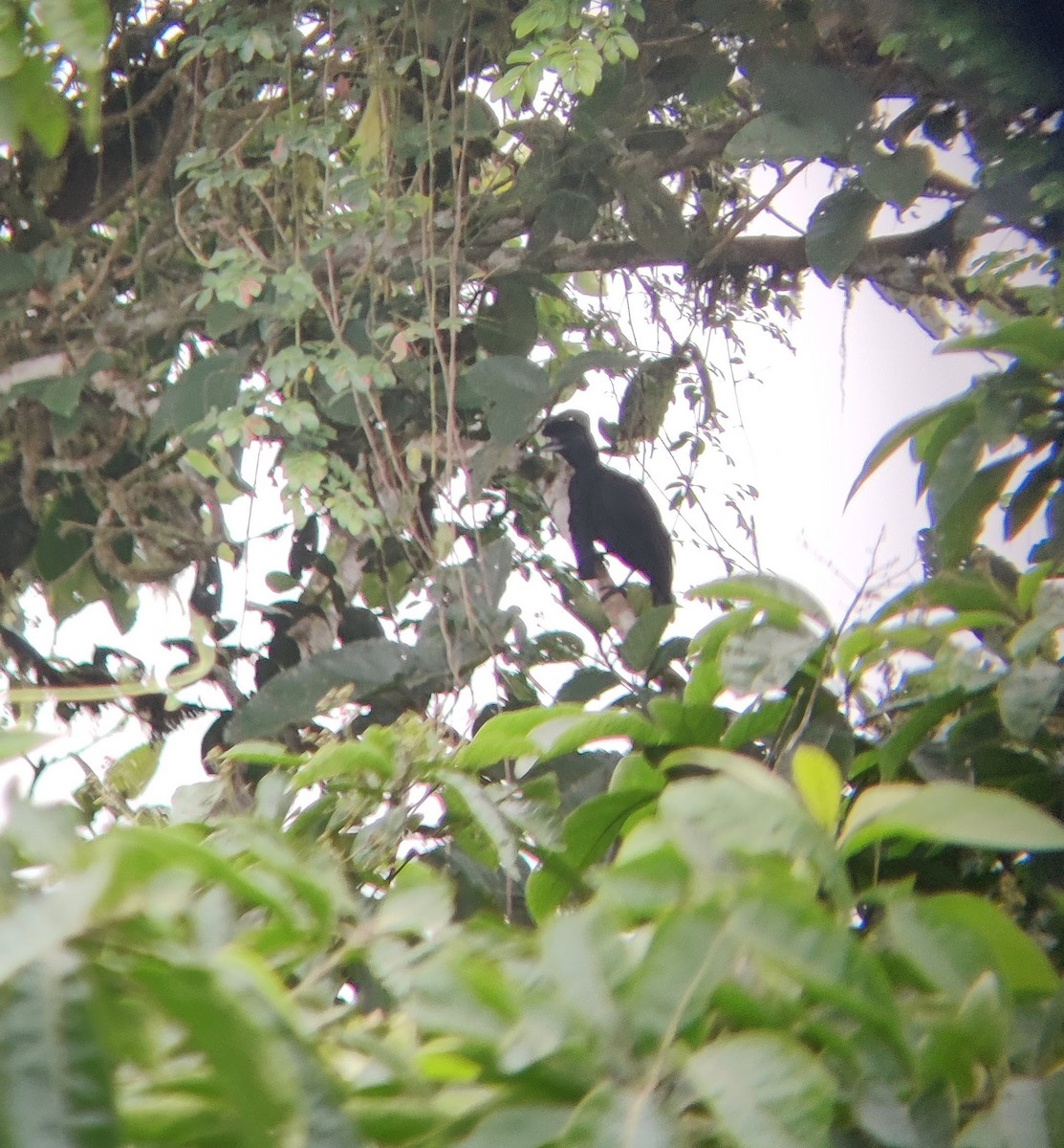 Эквадорская зонтичная птица - ML478180061