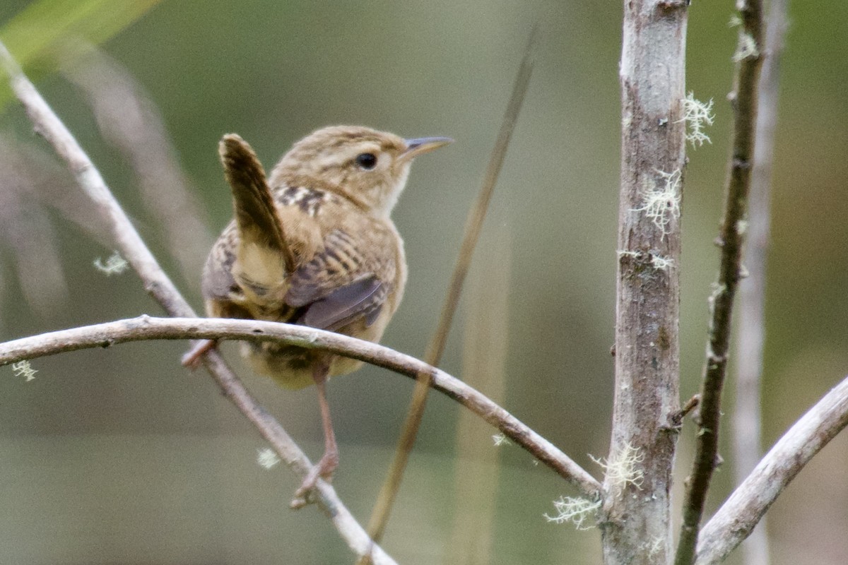 Grass Wren - Debbie Metler