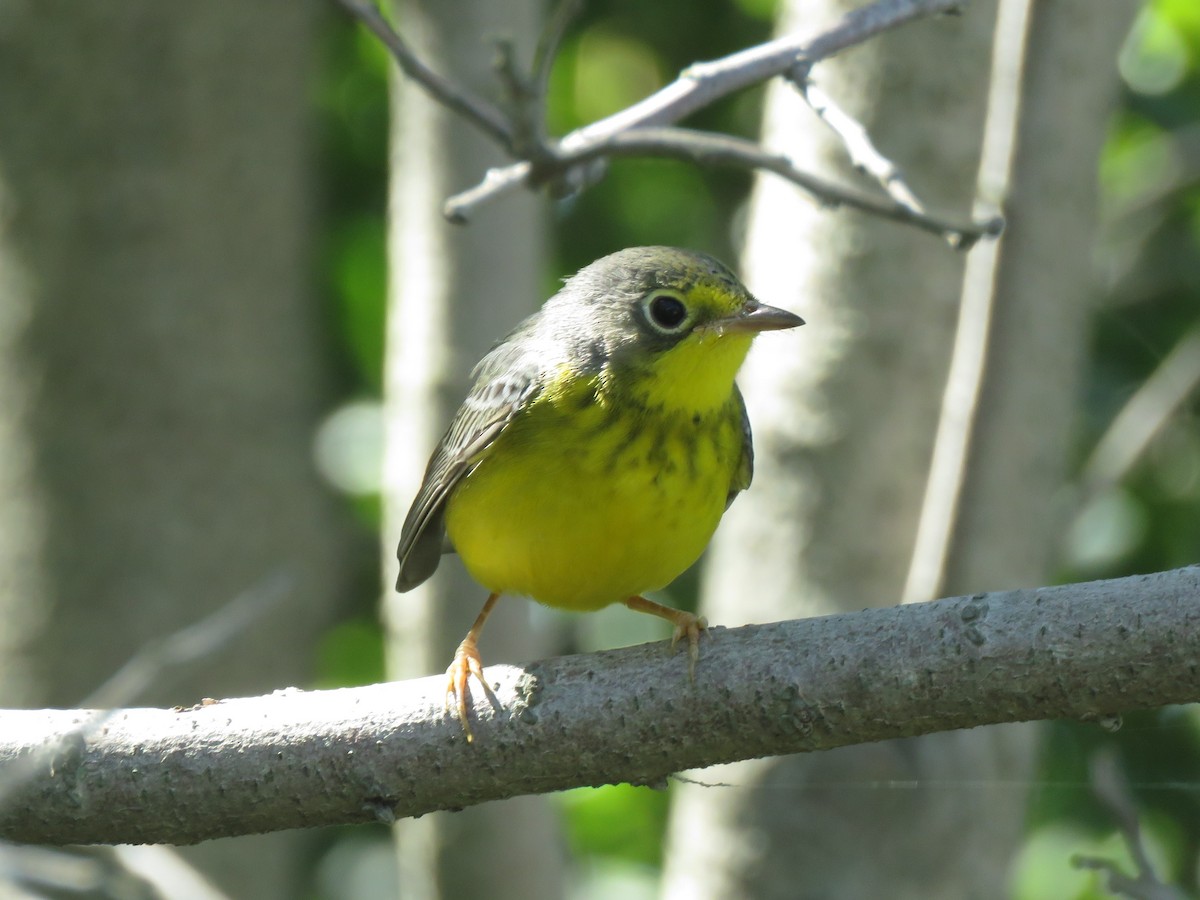 Canada Warbler - ML478180891
