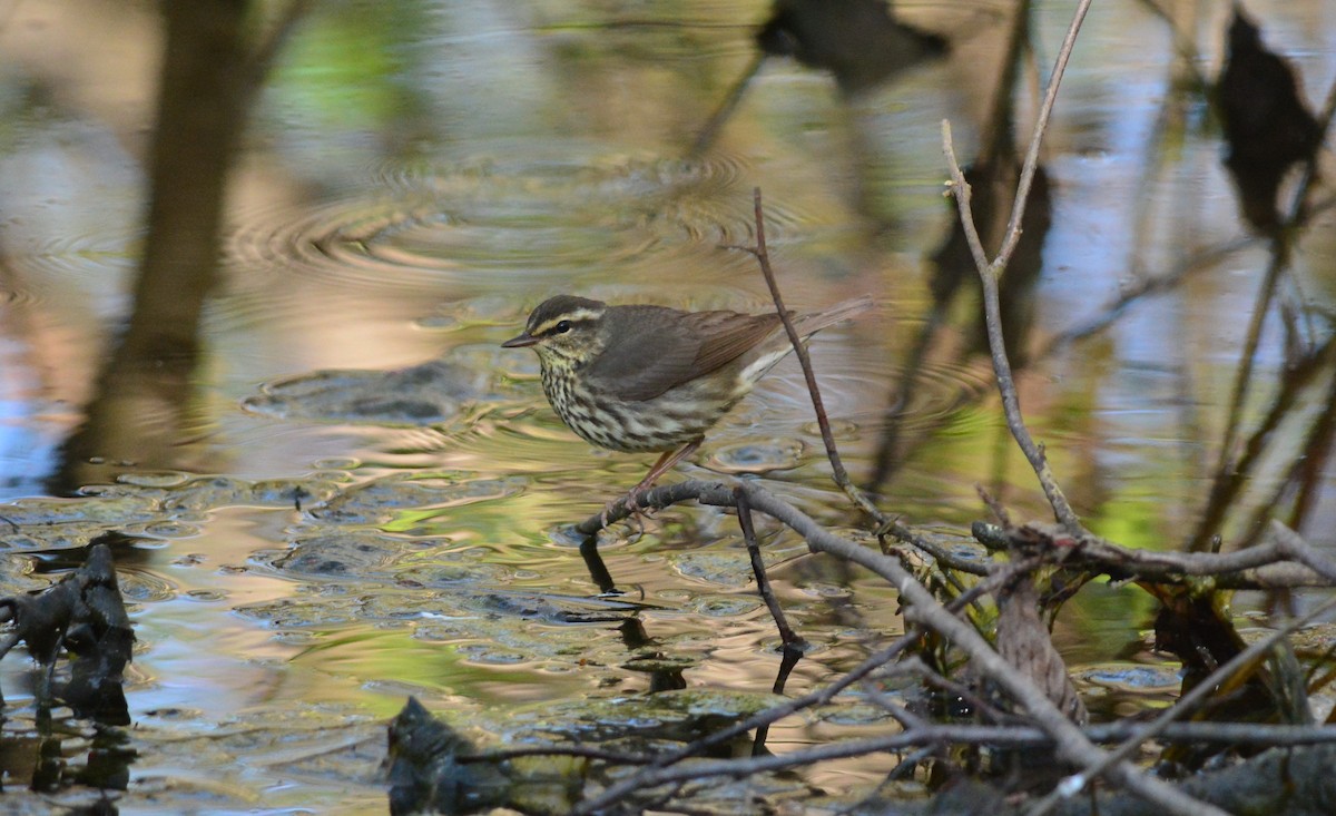 Northern Waterthrush - Raymond Gagnon