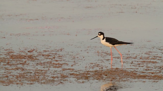 svartkronestylteløper (mexicanus) - ML478183