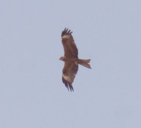 Black Kite - ML478183211