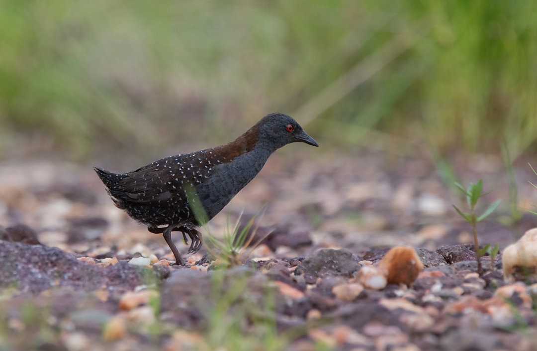 クロコビトクイナ - ML478183821