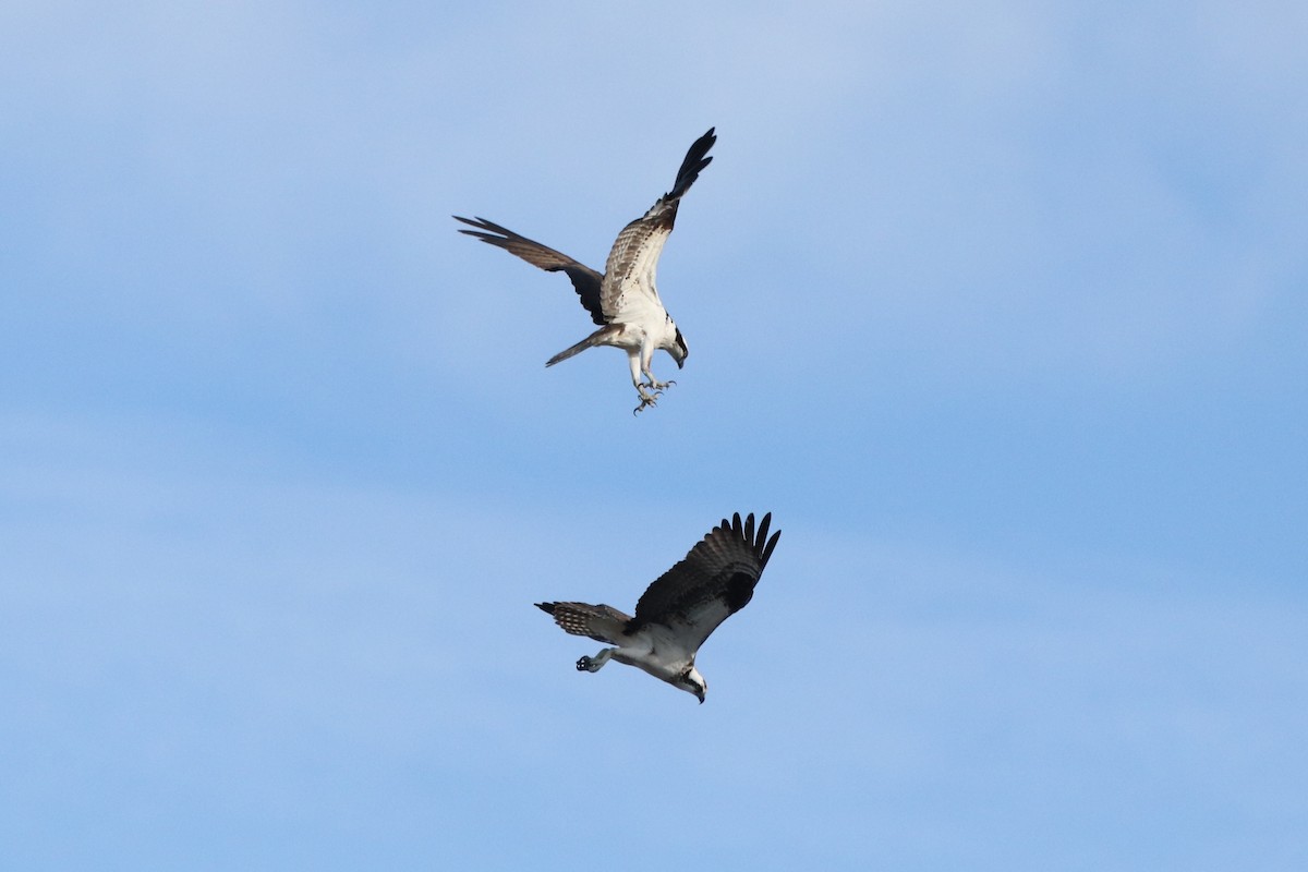 Águila Pescadora - ML478185721