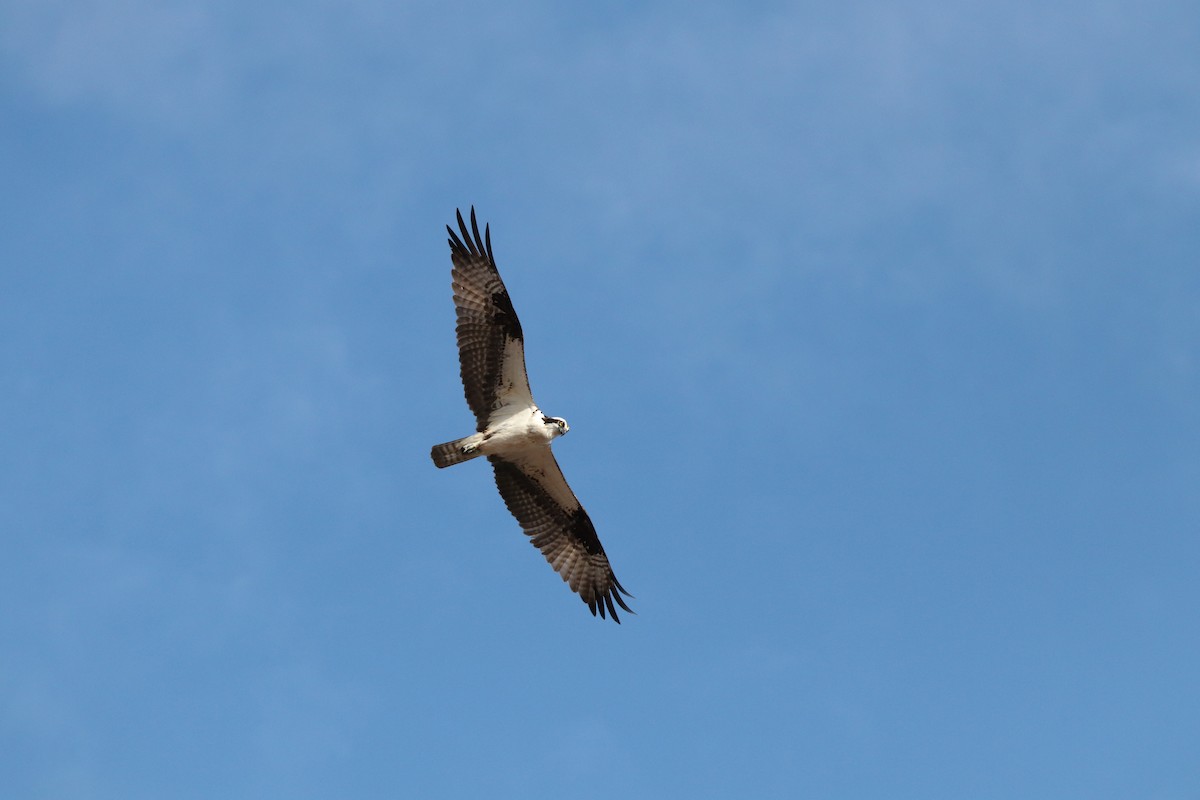 Águila Pescadora - ML478185811