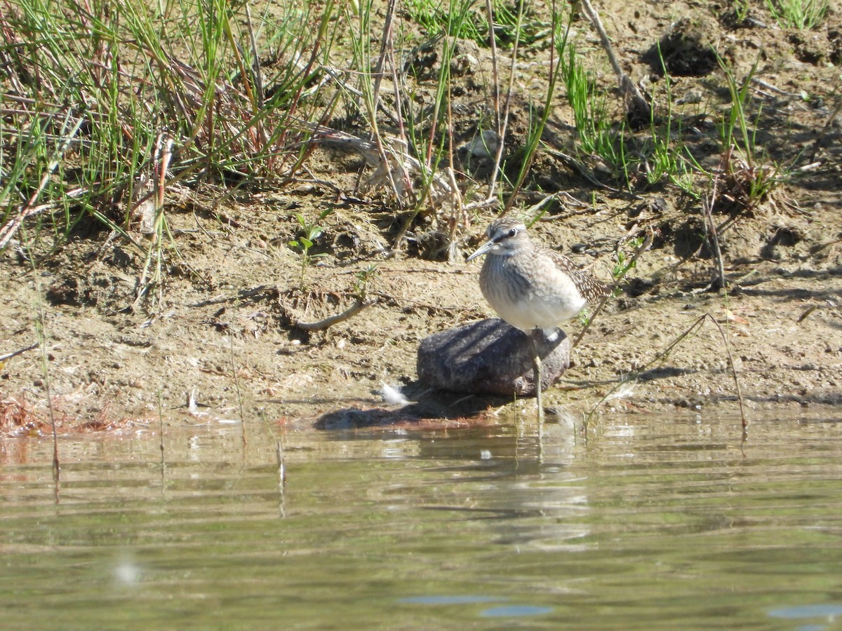 Wood Sandpiper - Martin Rheinheimer