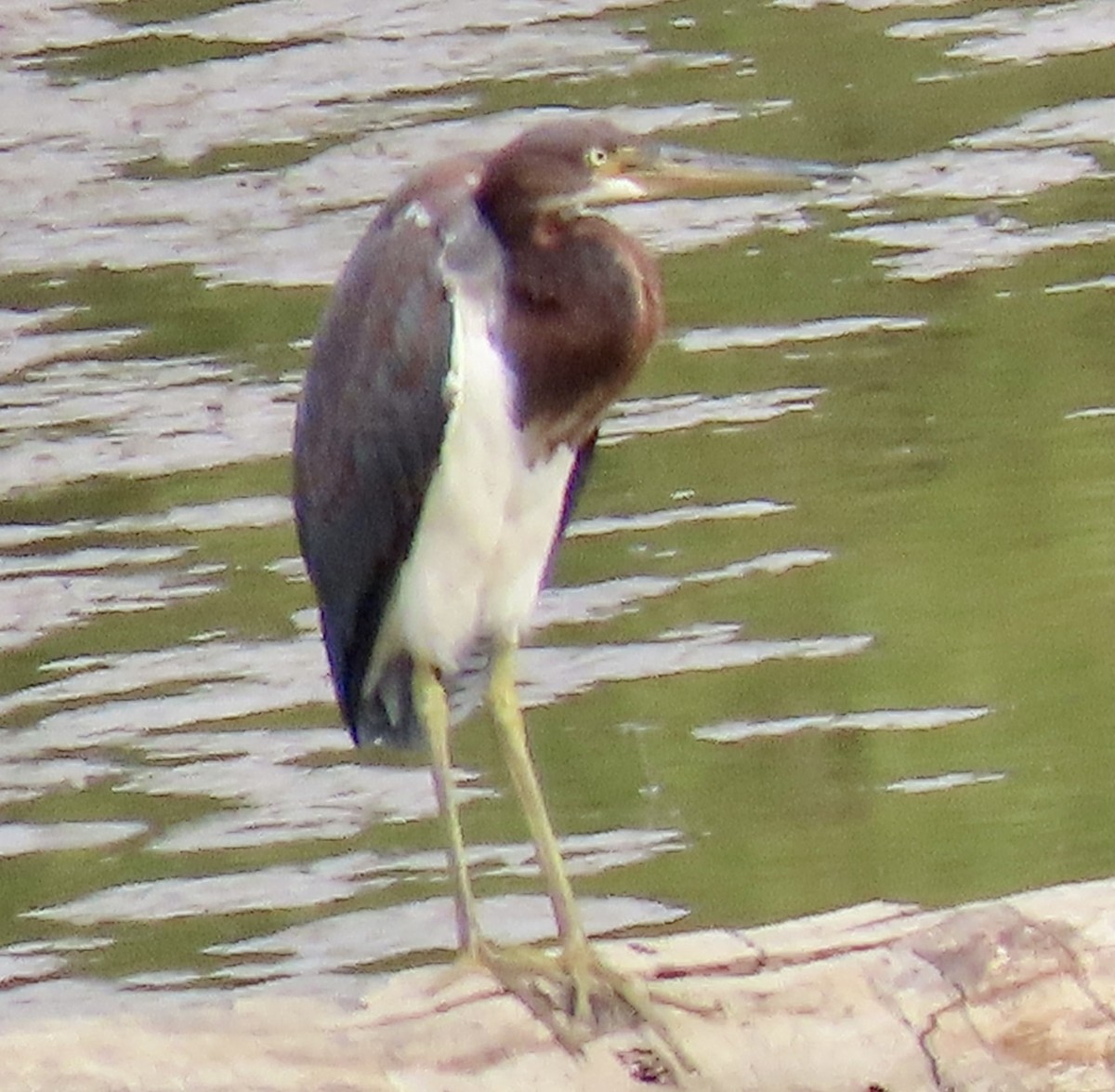 Tricolored Heron - ML478187811