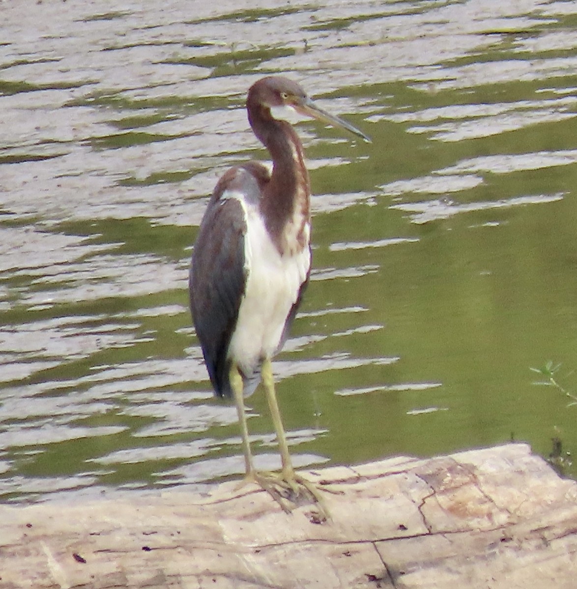 Tricolored Heron - ML478187821