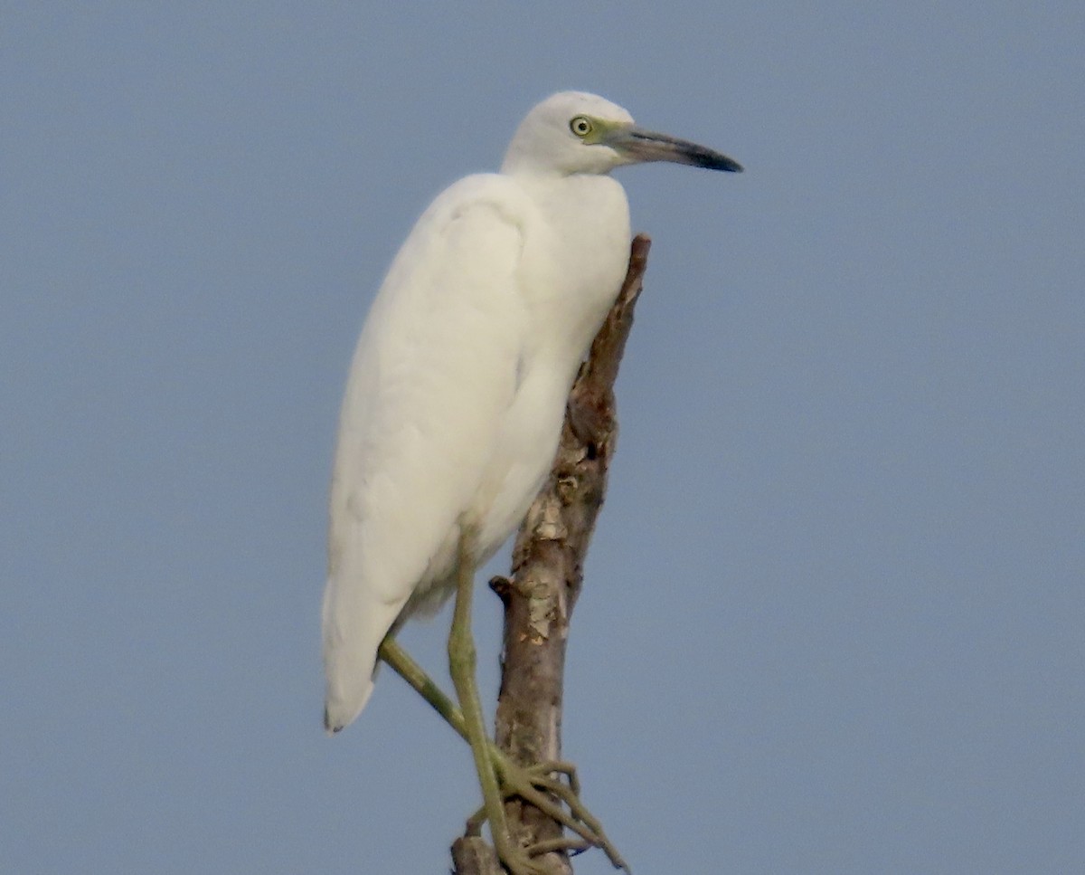 Little Blue Heron - ML478188061