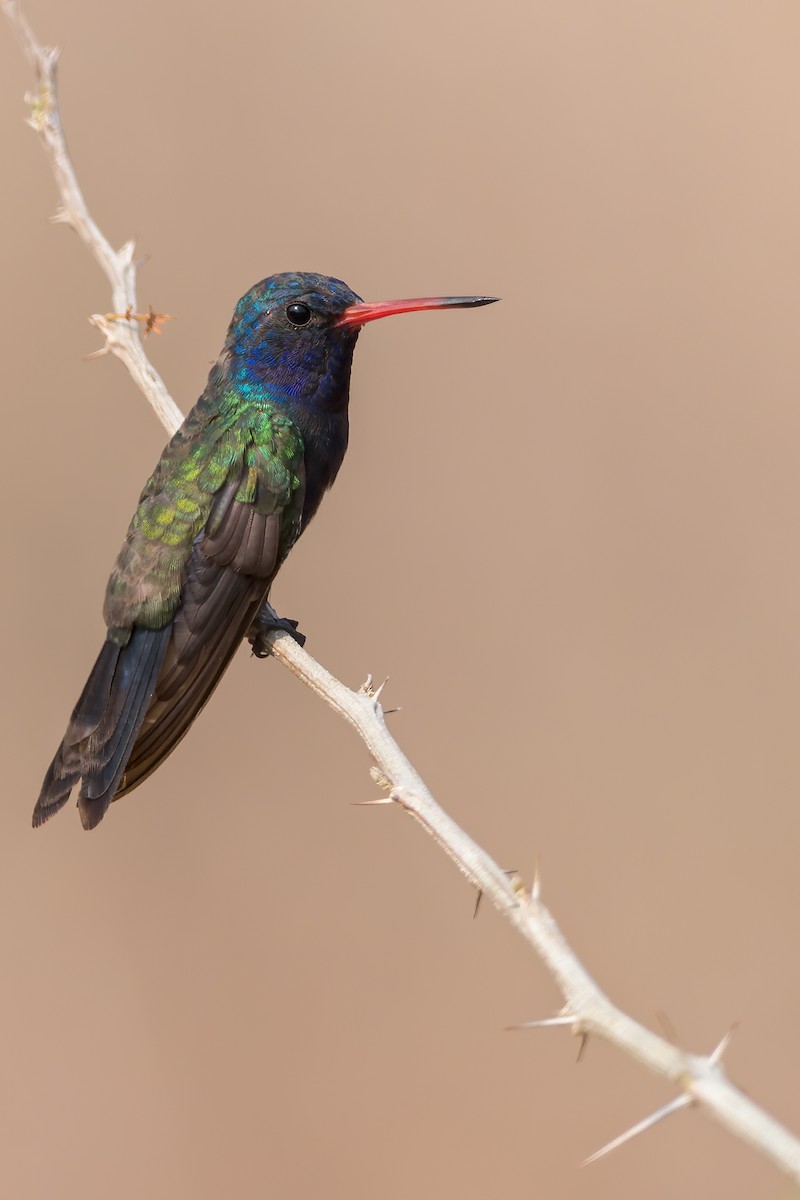 Colibrí Piquiancho de Guerrero - ML478189291