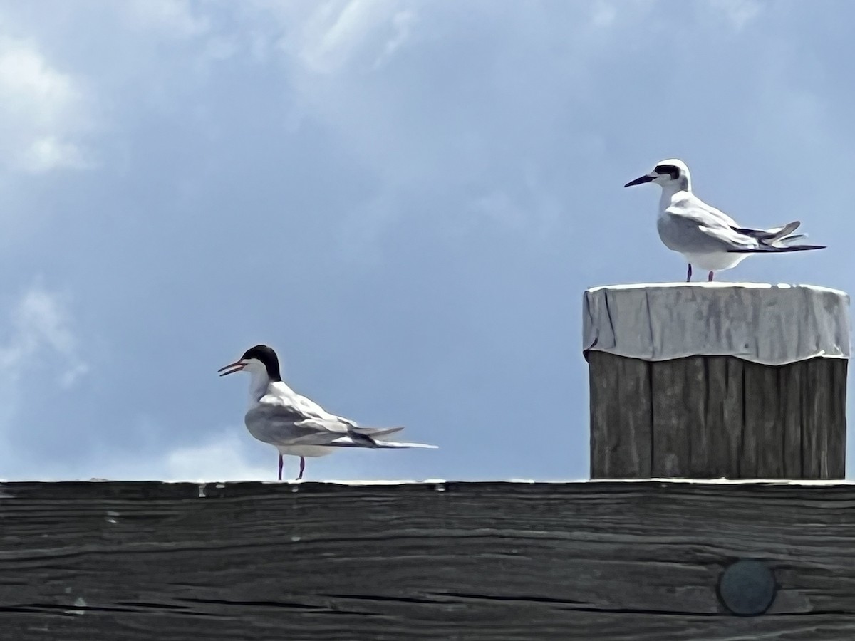 Forster's Tern - ML478189911