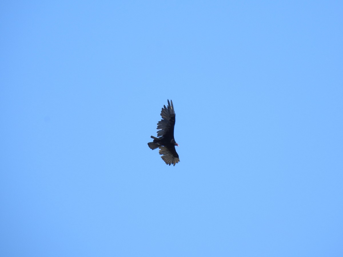 Turkey Vulture - ML478189981