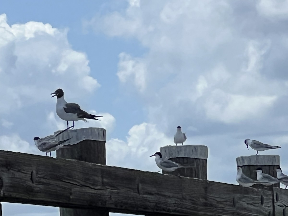 Laughing Gull - ML478190001