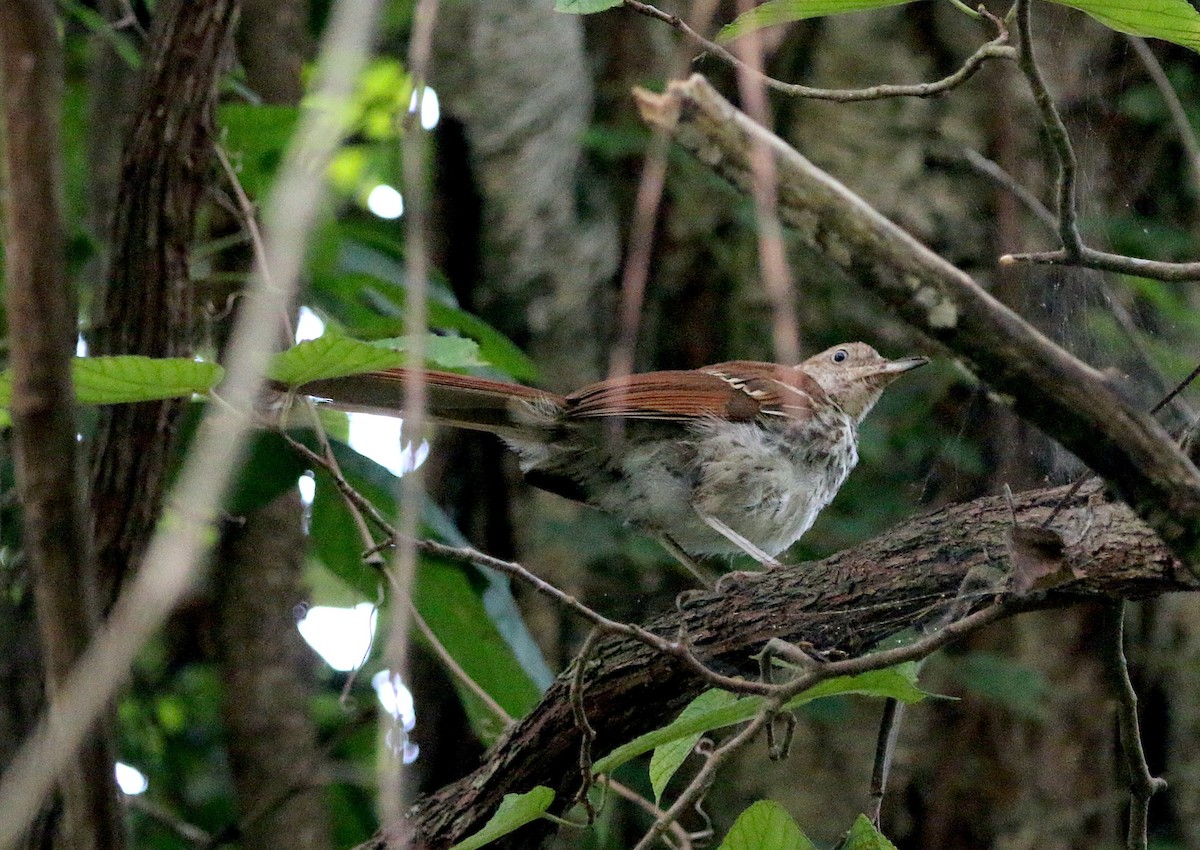 Brown Thrasher - Lori White