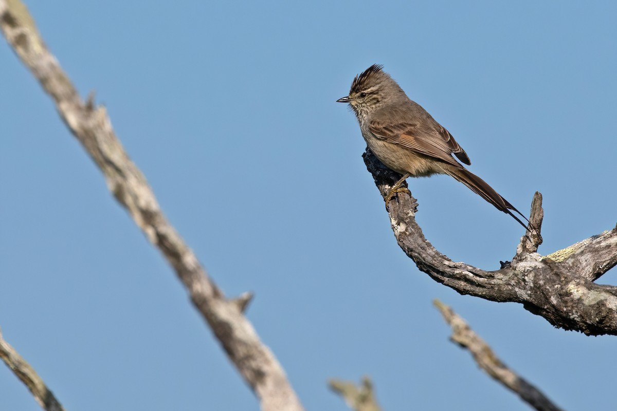 Tufted Tit-Spinetail - ML478190661