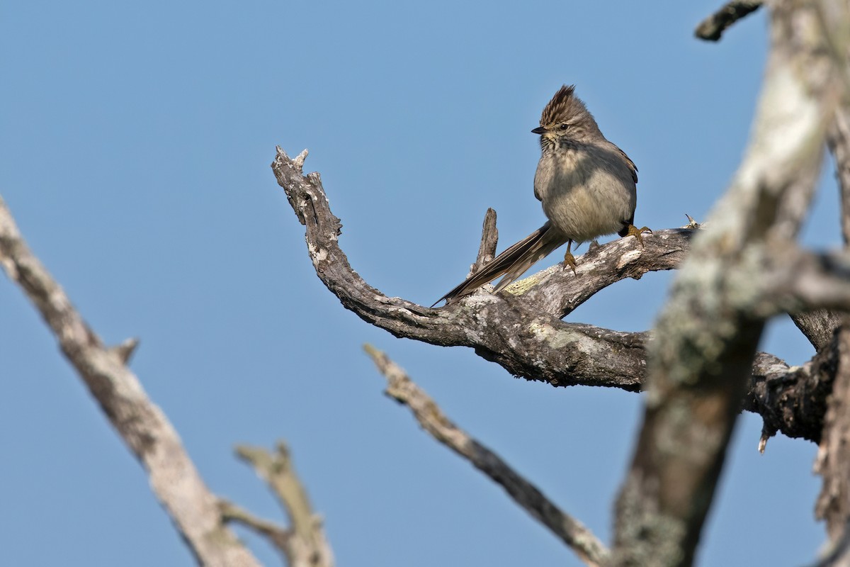 Tufted Tit-Spinetail - ML478190671