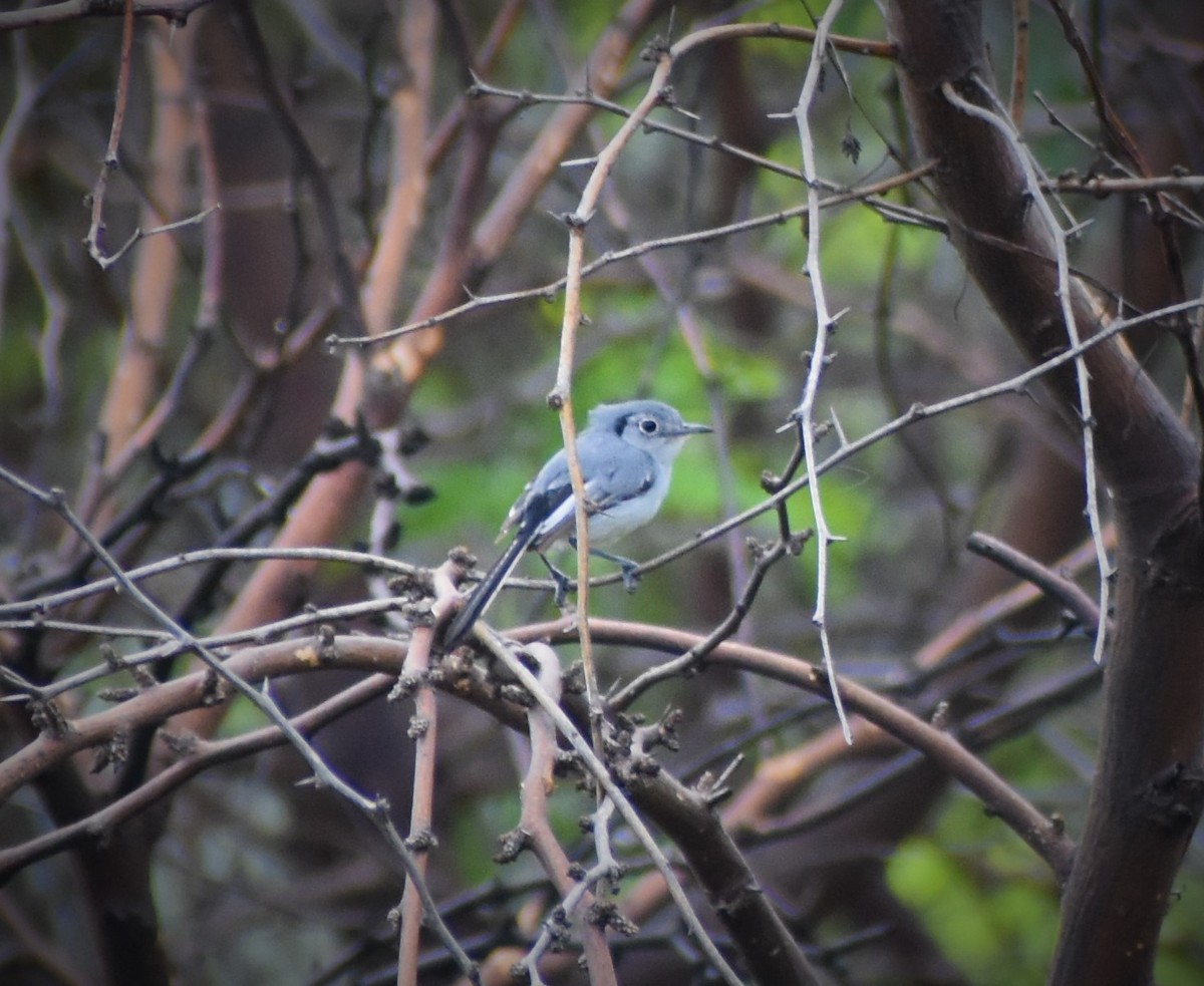 Cuban Gnatcatcher - ML478192331