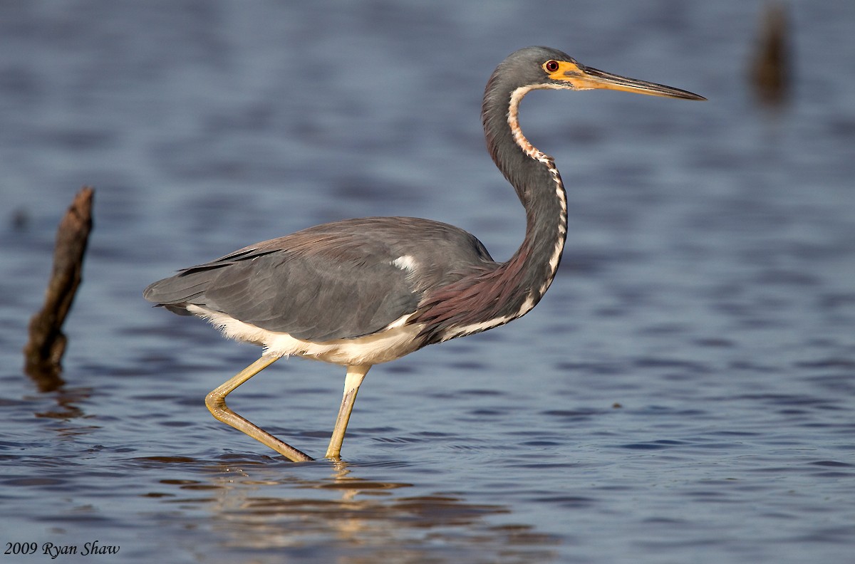 Tricolored Heron - Ryan Shaw