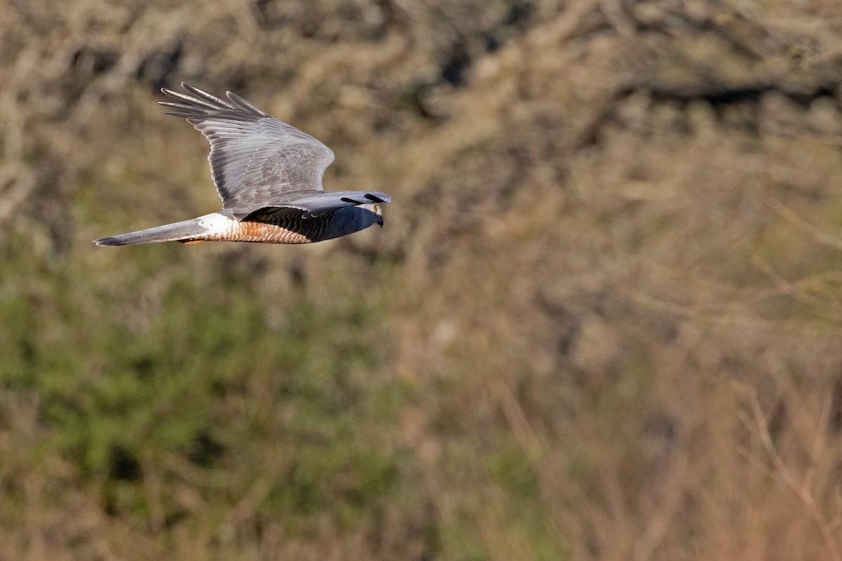 Cinereous Harrier - ML478193571