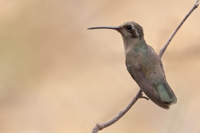 Field Identification - Broad-billed Hummingbird - Cynanthus
