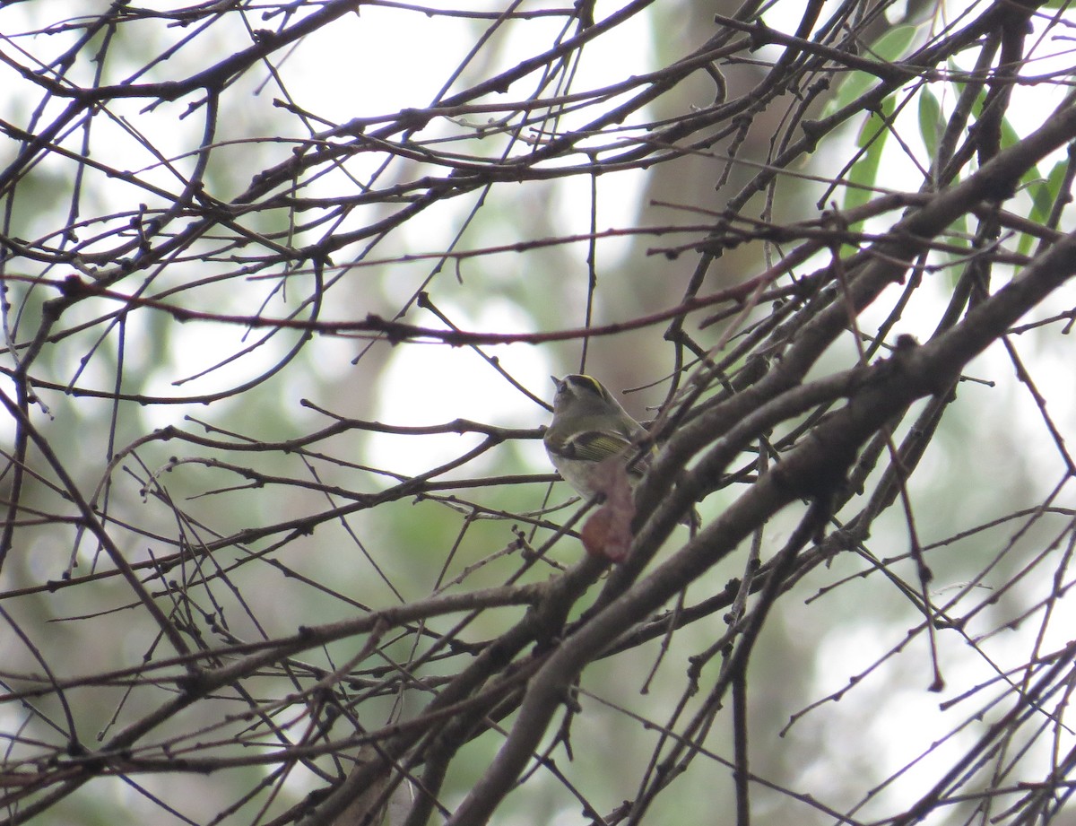 Golden-crowned Kinglet - ML47819541