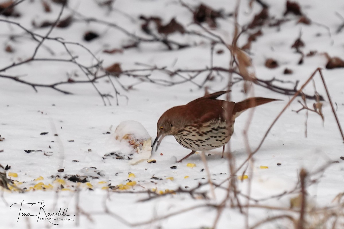 Moqueur roux - ML478198131