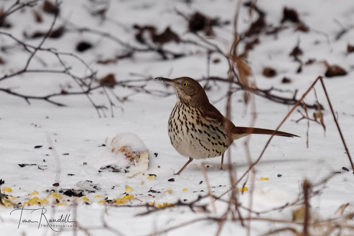 Moqueur roux - ML478198141