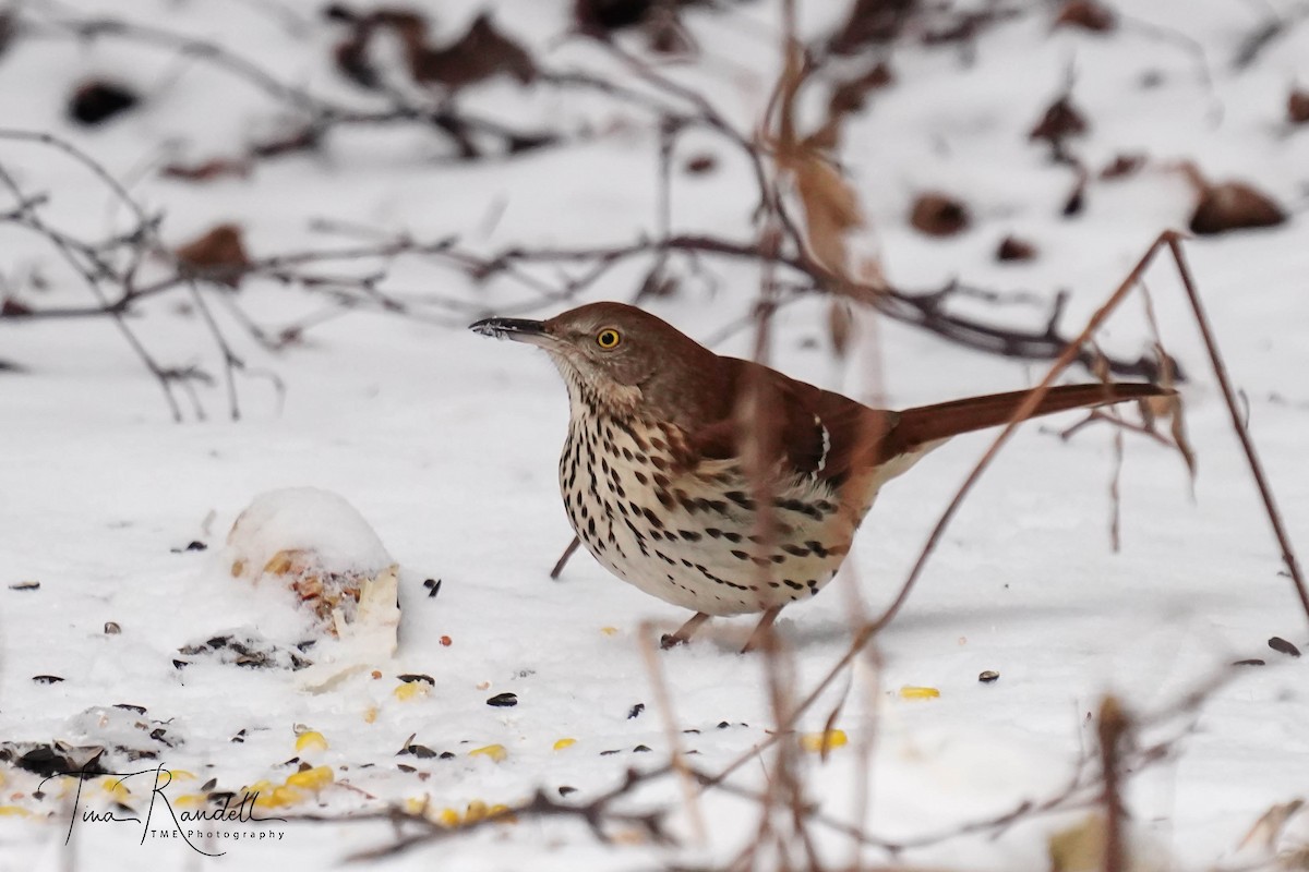 Moqueur roux - ML478198151