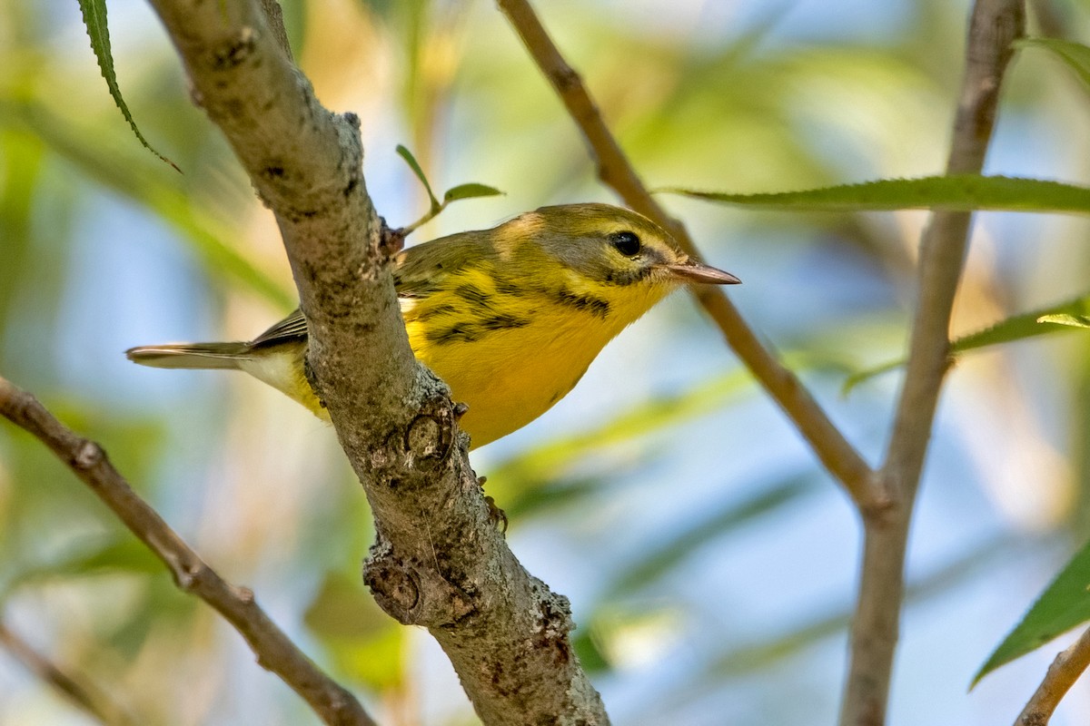 Prairie Warbler - Sue Barth
