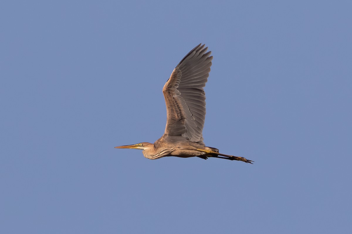 Purple Heron - Miguel Rodríguez Esteban