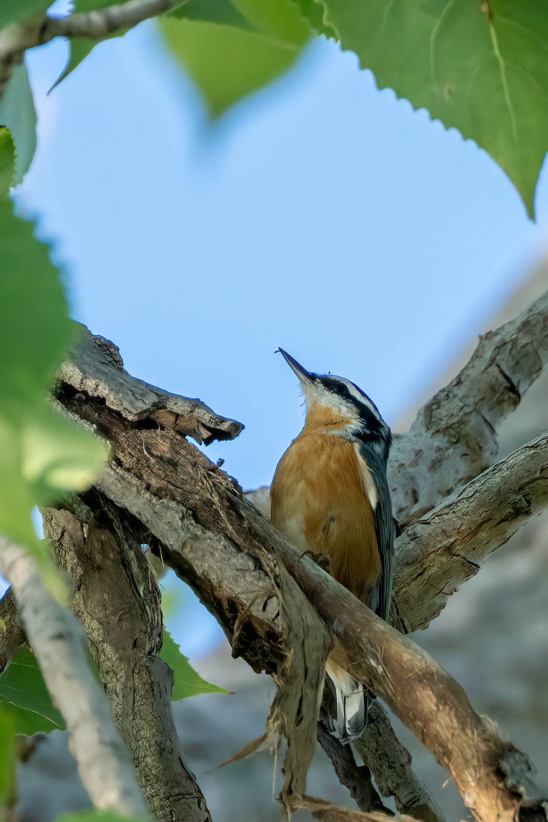 Red-breasted Nuthatch - ML478200781