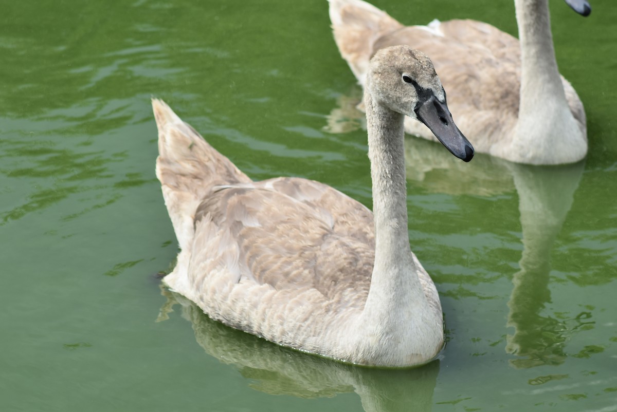 Cygne tuberculé - ML478201291