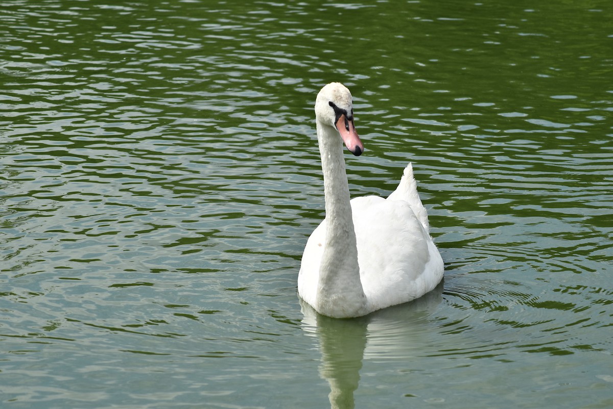 Mute Swan - ML478201301