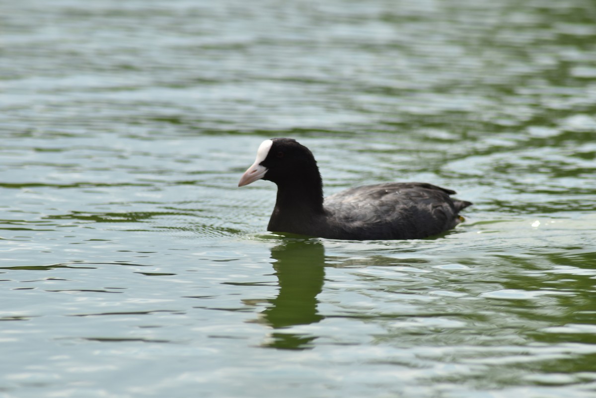 Eurasian Coot - Hana Racková